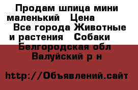 Продам шпица мини маленький › Цена ­ 15 000 - Все города Животные и растения » Собаки   . Белгородская обл.,Валуйский р-н